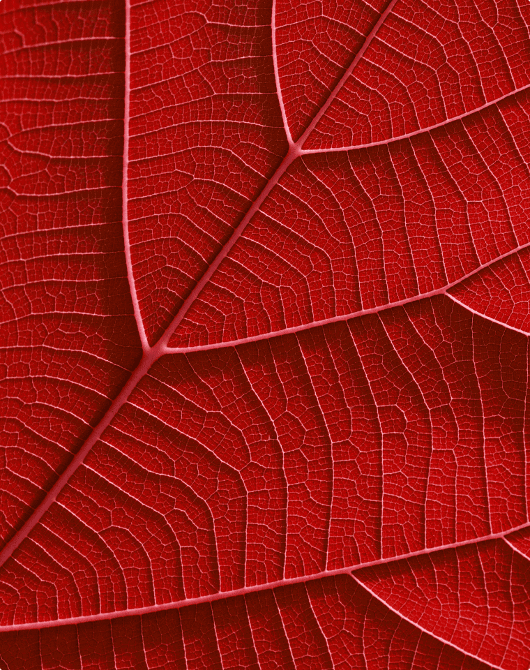 Maple Leaf Antioxidant & Youth Complex